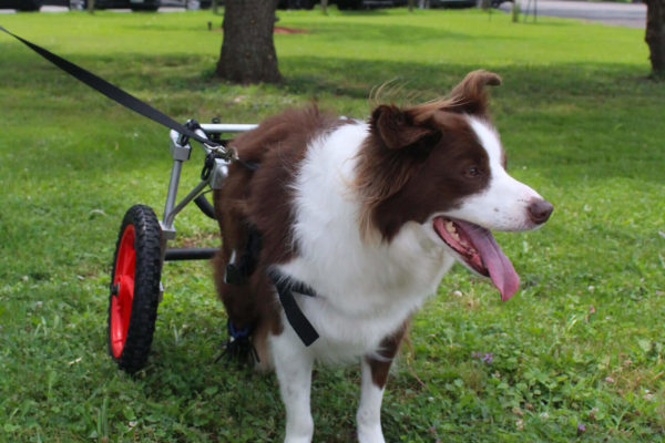 Bo-Fuller-in-Wheelchair--scaled (3)