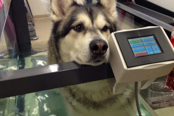 Dog-in-underwater-treadmill-scaled (1)