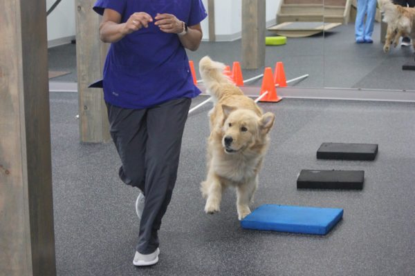 Henry-in-action--scaled (1)