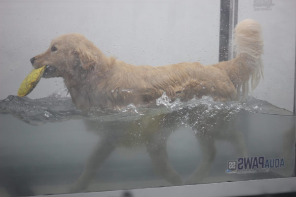 Henry-in-underwater-treadmill-side-view-scaled (1)