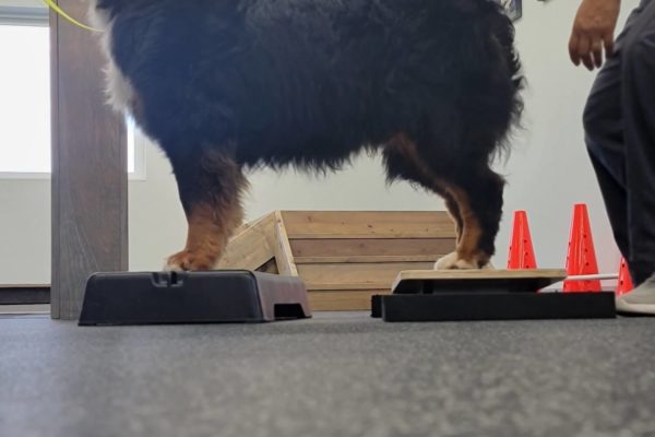 Osprey-Myers-Balance-exercise-board (1)