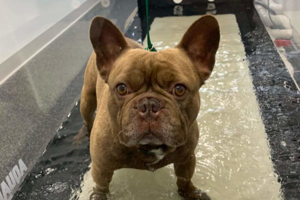 Toby-in-underwater-treadmill-scaled (1)