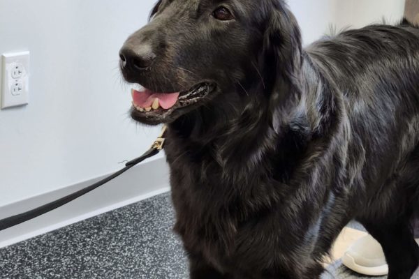 dog-on-balance-board-scaled (1)