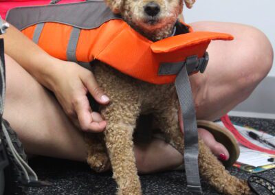 a dog wearing a life jacket