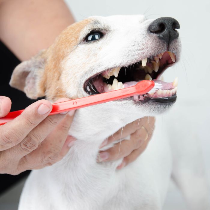 Pet Dental Cleaning