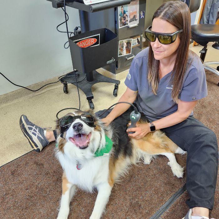Jennifer C LVT CCRP Lasering pet