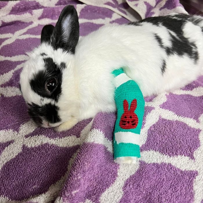 Bunny with bandage